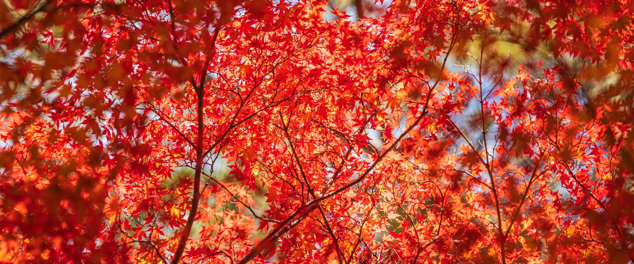 岩﨑石材工業　墓地販売・墓石工事・お墓の掃除・お墓のクリーニング